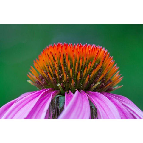 California Close-up of purple coneflower Black Modern Wood Framed Art Print with Double Matting by Jaynes Gallery