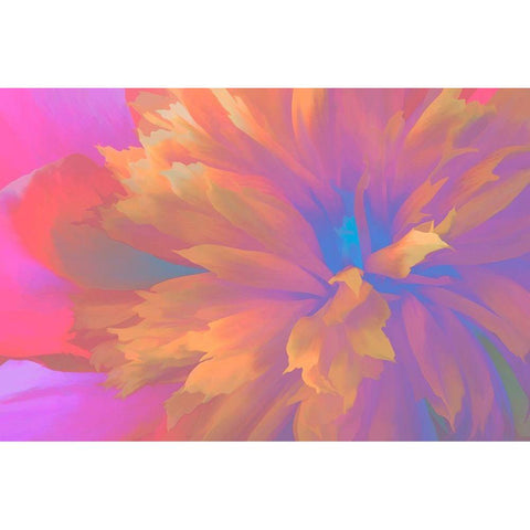 California Abstract of blooming peony flower Black Modern Wood Framed Art Print by Jaynes Gallery