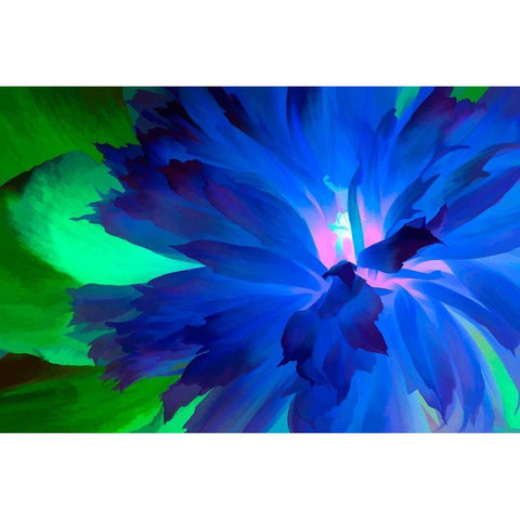 California Abstract of blooming peony flower Black Modern Wood Framed Art Print by Jaynes Gallery