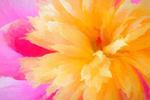 California Abstract of blooming peony flower White Modern Wood Framed Art Print with Double Matting by Jaynes Gallery