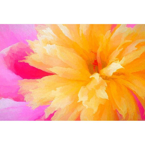 California Abstract of blooming peony flower Black Modern Wood Framed Art Print by Jaynes Gallery