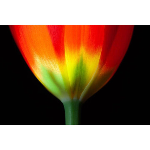 California Close-up of tulip flower Black Modern Wood Framed Art Print by Jaynes Gallery