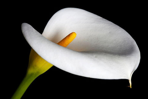 California Calla lily close-up Black Ornate Wood Framed Art Print with Double Matting by Jaynes Gallery