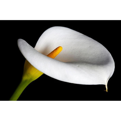 California Calla lily close-up Black Modern Wood Framed Art Print by Jaynes Gallery