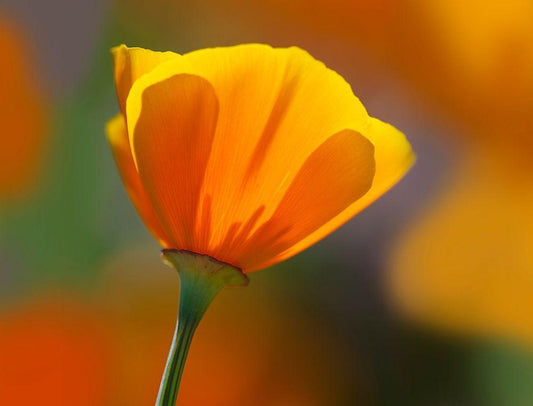 Image Only