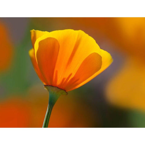 California Close-up of poppy flower Black Modern Wood Framed Art Print with Double Matting by Jaynes Gallery