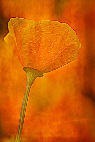 California California poppy close-up Black Ornate Wood Framed Art Print with Double Matting by Jaynes Gallery