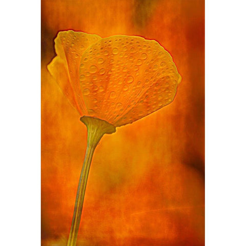 California California poppy close-up Black Modern Wood Framed Art Print by Jaynes Gallery