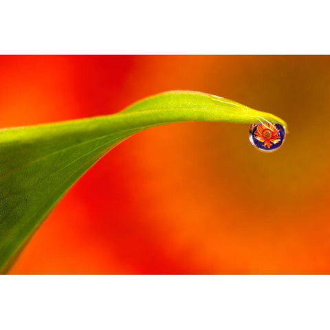 California Flower reflects in water droplet Black Modern Wood Framed Art Print with Double Matting by Jaynes Gallery