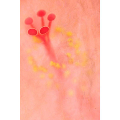 California Detail of hibiscus flower White Modern Wood Framed Art Print by Jaynes Gallery