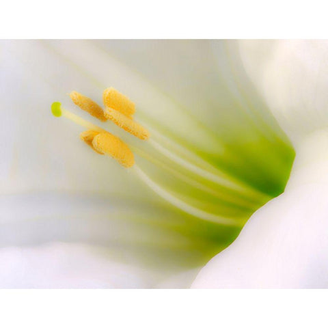 California Detail of sacred datura flower Gold Ornate Wood Framed Art Print with Double Matting by Jaynes Gallery