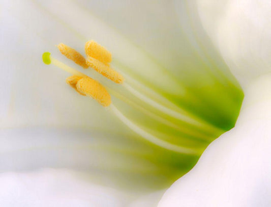 Image Only
