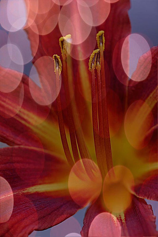 Image Only