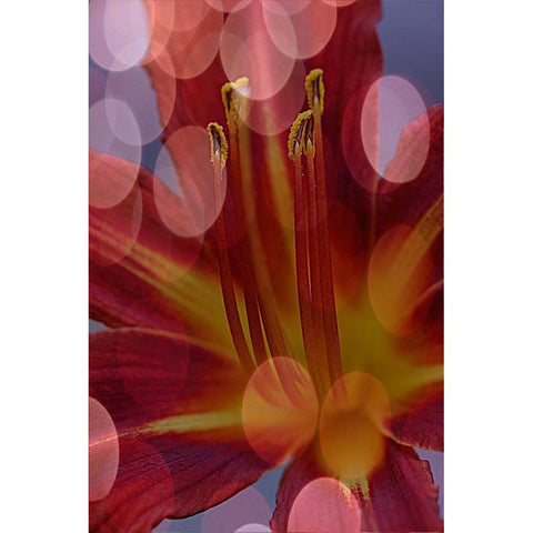 California Abstract of day lily flower Black Modern Wood Framed Art Print by Jaynes Gallery