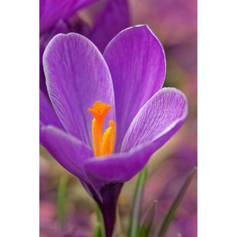 California Crocus flower White Modern Wood Framed Art Print by Jaynes Gallery