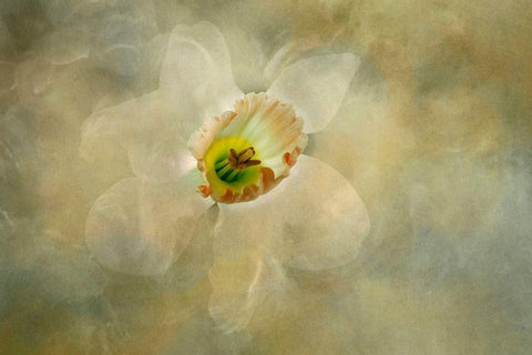 California Abstract of daffodil close-up Black Ornate Wood Framed Art Print with Double Matting by Jaynes Gallery