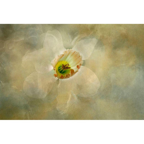 California Abstract of daffodil close-up Black Modern Wood Framed Art Print by Jaynes Gallery