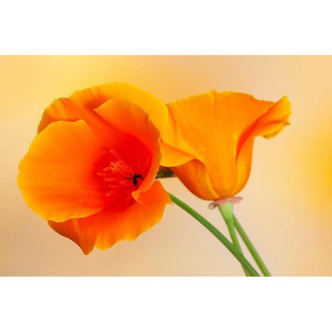 California Close-up of orange poppy Black Modern Wood Framed Art Print by Jaynes Gallery