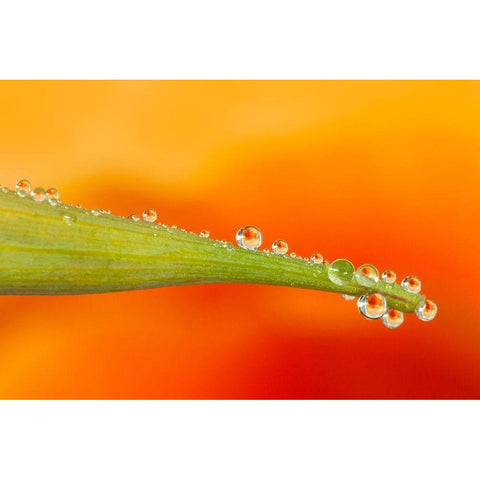California Water droplets reflect flower on poppy leaf Gold Ornate Wood Framed Art Print with Double Matting by Jaynes Gallery