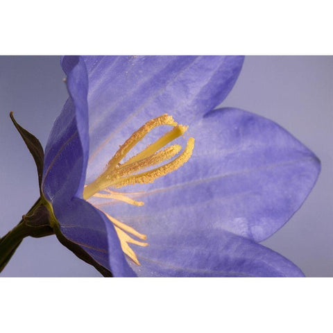 California Campanella flower detail Black Modern Wood Framed Art Print by Jaynes Gallery