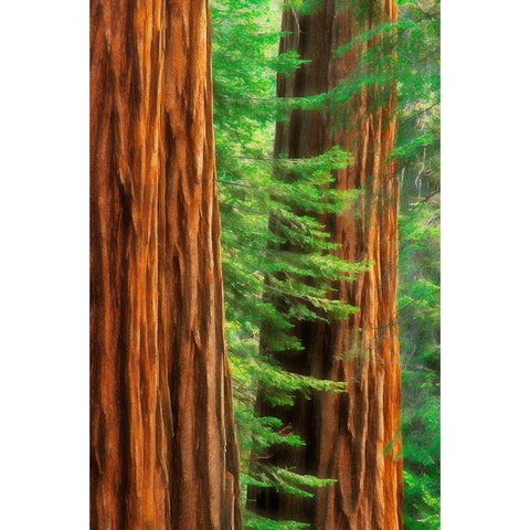California-Yosemite National Park Abstract of sequoia tress in Mariposa Grove Black Modern Wood Framed Art Print with Double Matting by Jaynes Gallery