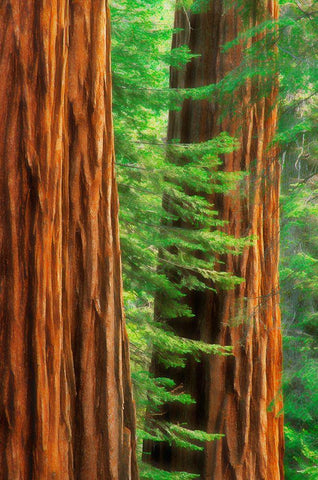 California-Yosemite National Park Abstract of sequoia tress in Mariposa Grove White Modern Wood Framed Art Print with Double Matting by Jaynes Gallery