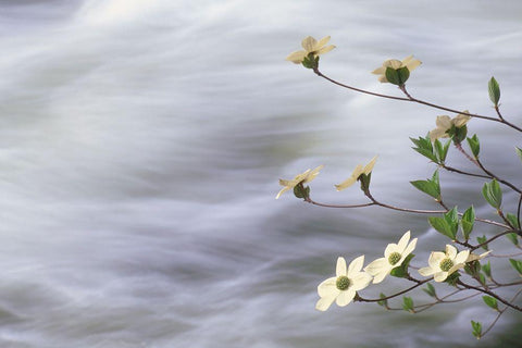 California-Yosemite National Park Blooming dogwood along Merced River rapids Black Ornate Wood Framed Art Print with Double Matting by Jaynes Gallery