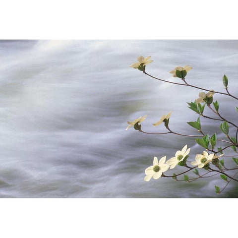 California-Yosemite National Park Blooming dogwood along Merced River rapids Black Modern Wood Framed Art Print by Jaynes Gallery