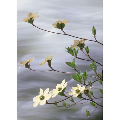 California-Yosemite National Park Blooming dogwood along Merced River rapids Black Modern Wood Framed Art Print by Jaynes Gallery