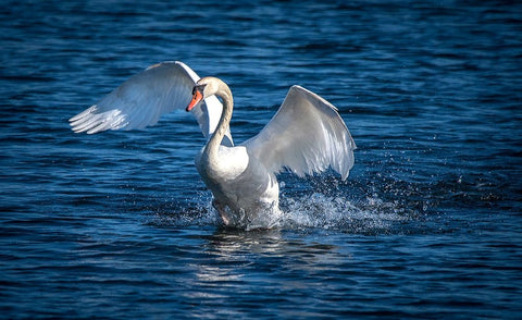 Usa-California A mute swan flaps its huge wings during courting behavior on a California pond Black Ornate Wood Framed Art Print with Double Matting by Sederquist, Betty
