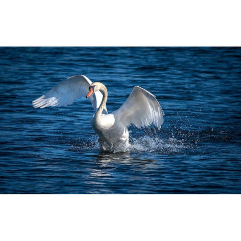 Usa-California A mute swan flaps its huge wings during courting behavior on a California pond Gold Ornate Wood Framed Art Print with Double Matting by Sederquist, Betty