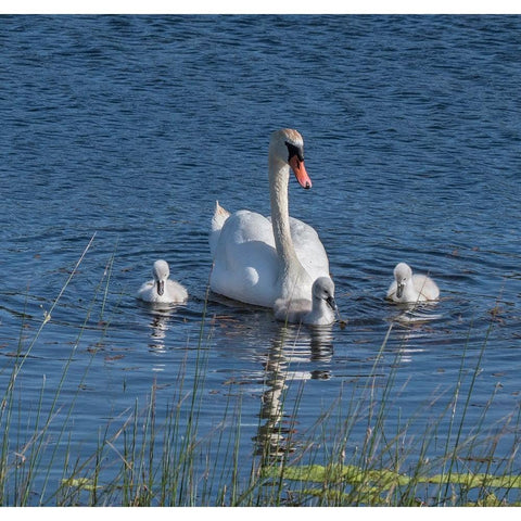 Usa-California A mute swan tends to her cygnets on a California pond White Modern Wood Framed Art Print by Sederquist, Betty