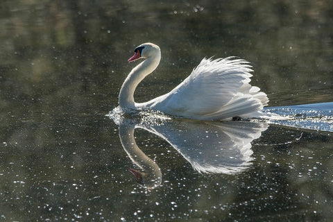 Usa-California A mute swan fans its wings during courtship behavior Black Ornate Wood Framed Art Print with Double Matting by Sederquist, Betty