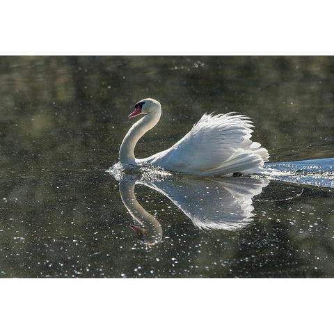 Usa-California A mute swan fans its wings during courtship behavior Black Modern Wood Framed Art Print by Sederquist, Betty