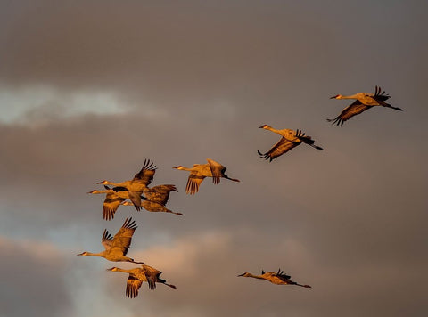 Usa-California A flock of sandhill cranes flies at sunset-near Lodi-California Black Ornate Wood Framed Art Print with Double Matting by Sederquist, Betty
