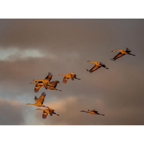 Usa-California A flock of sandhill cranes flies at sunset-near Lodi-California Black Modern Wood Framed Art Print with Double Matting by Sederquist, Betty