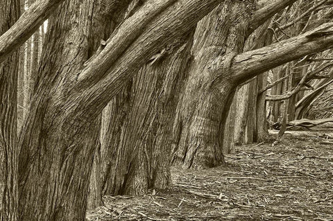Usa-California Huge cypress trees grow in a line near a Point Reyes road White Modern Wood Framed Art Print with Double Matting by Sederquist, Betty