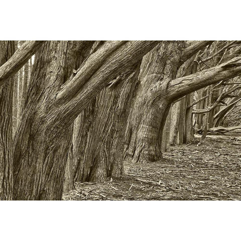 Usa-California Huge cypress trees grow in a line near a Point Reyes road Black Modern Wood Framed Art Print by Sederquist, Betty