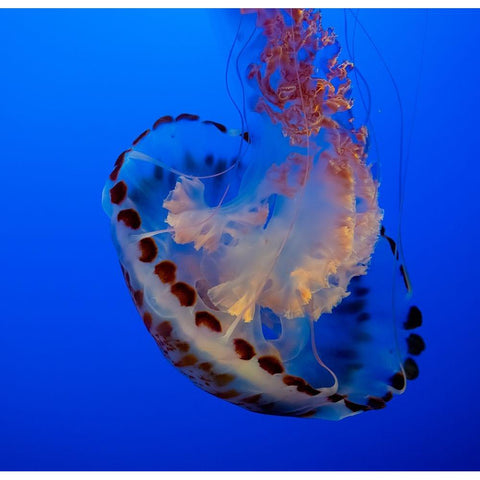 Usa-California This beautiful purple striped jellyfish glides gracefully at the Monterey Aquarium Black Modern Wood Framed Art Print by Sederquist, Betty