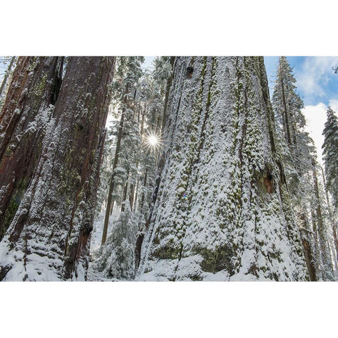 Usa-California Fresh snow on giant sequoias in Calaveras Big Trees State Park near Murphys Black Modern Wood Framed Art Print by Sederquist, Betty