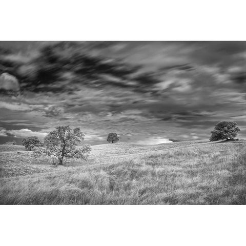 Infrared image of clouds-grasslands and oak trees in Amador County Black Modern Wood Framed Art Print with Double Matting by Sederquist, Betty