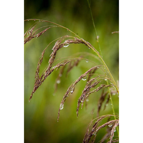 Rain drops glisten on this weed in spring Black Modern Wood Framed Art Print by Sederquist, Betty
