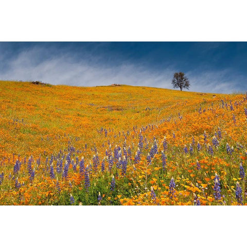 Usa-California A field of poppies and lupines turns a mountainside yellow and blue in spring Gold Ornate Wood Framed Art Print with Double Matting by Sederquist, Betty