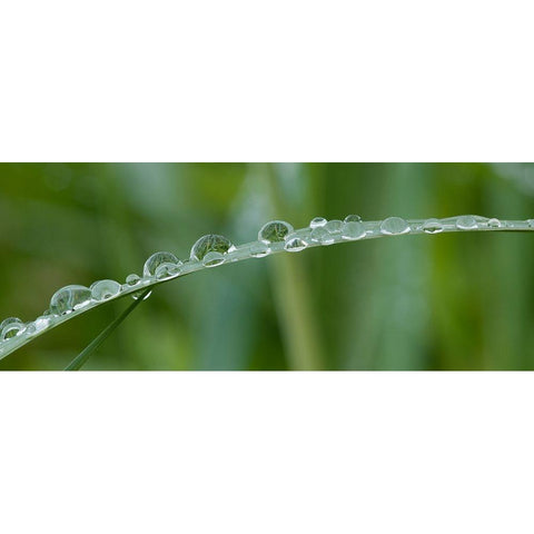 Usa-California Raindrops crowd this grass blade in Lotus-California Black Modern Wood Framed Art Print by Sederquist, Betty