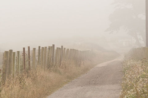 Usa-California Fog blankets this driveway at Point Reyes White Modern Wood Framed Art Print with Double Matting by Sederquist, Betty