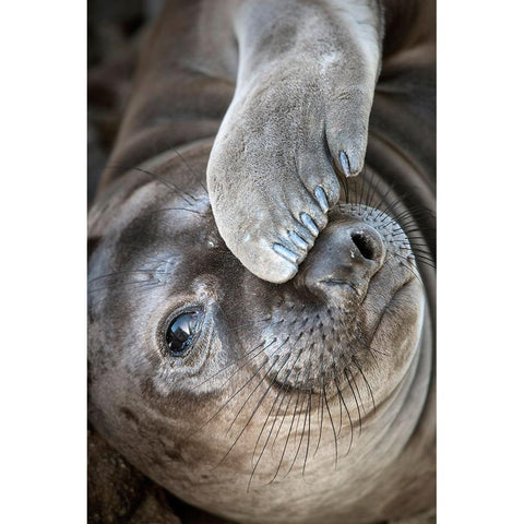 Usa-California A curious elephant seal pup goes eye to the eye with the photographer Black Modern Wood Framed Art Print by Sederquist, Betty