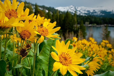 Summer-mule ear flowers flourish along the edges of Caples Lake in the Carson Pass area White Modern Wood Framed Art Print with Double Matting by Sederquist, Betty