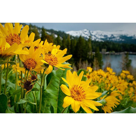 Summer-mule ear flowers flourish along the edges of Caples Lake in the Carson Pass area White Modern Wood Framed Art Print by Sederquist, Betty