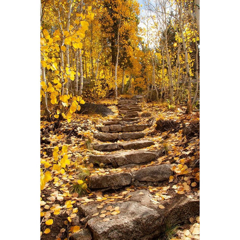 These stone stairs behind Sorensens Resort (now Wylder Hotel) Black Modern Wood Framed Art Print by Sederquist, Betty