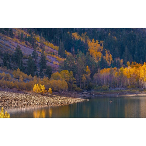 Usa-California-Sierra Nevada Lundy Lake-Glowing aspens dwarf this kayaker on Lundy Lake White Modern Wood Framed Art Print by Sederquist, Betty